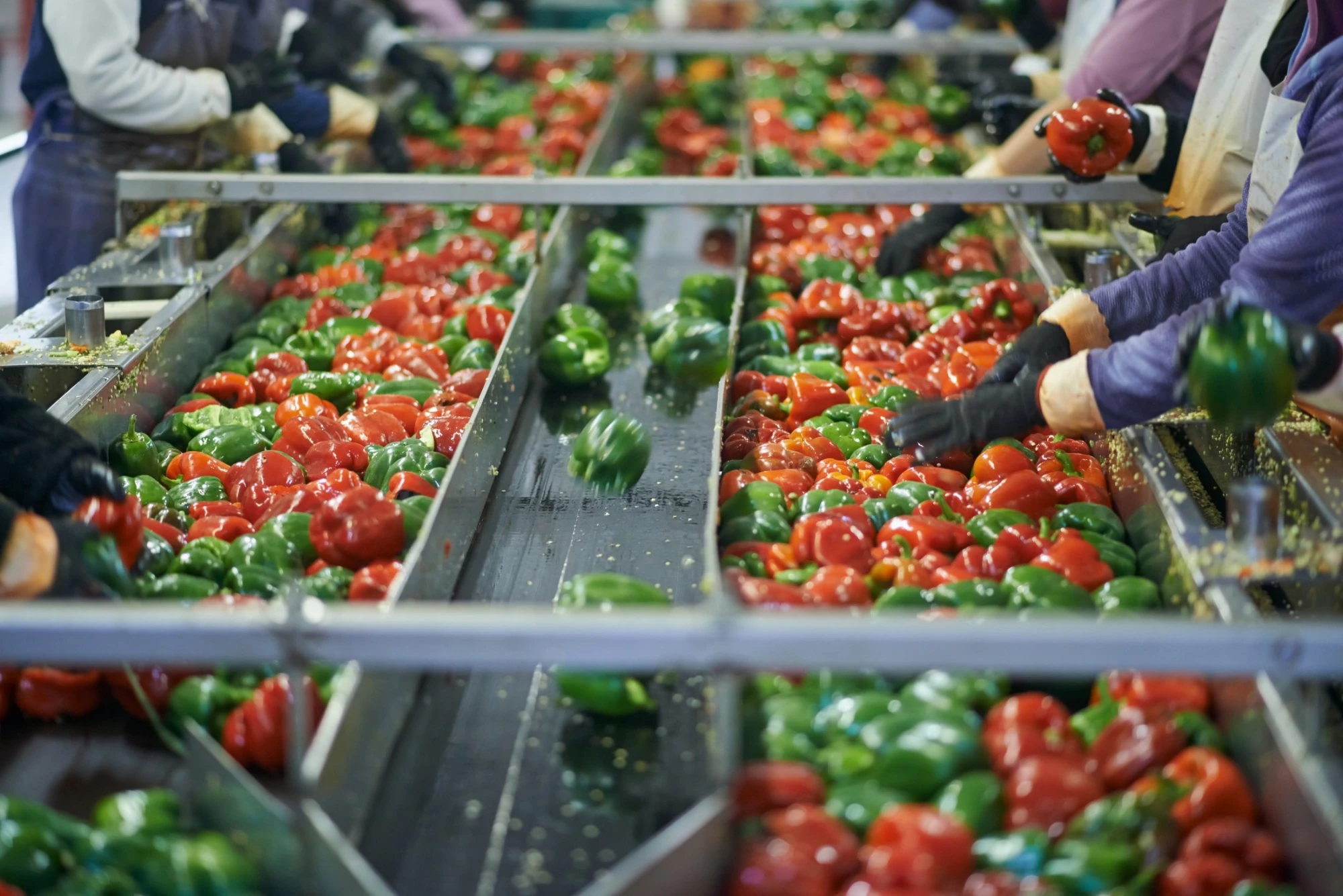 Food processing plant